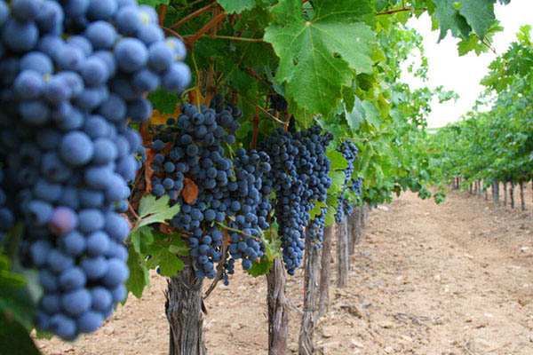 vineyard sales record